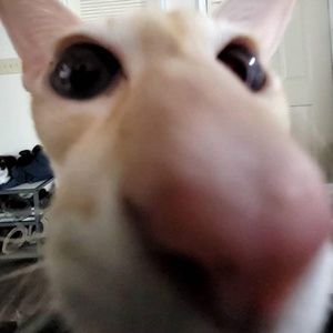 Meet your Posher, Neisha